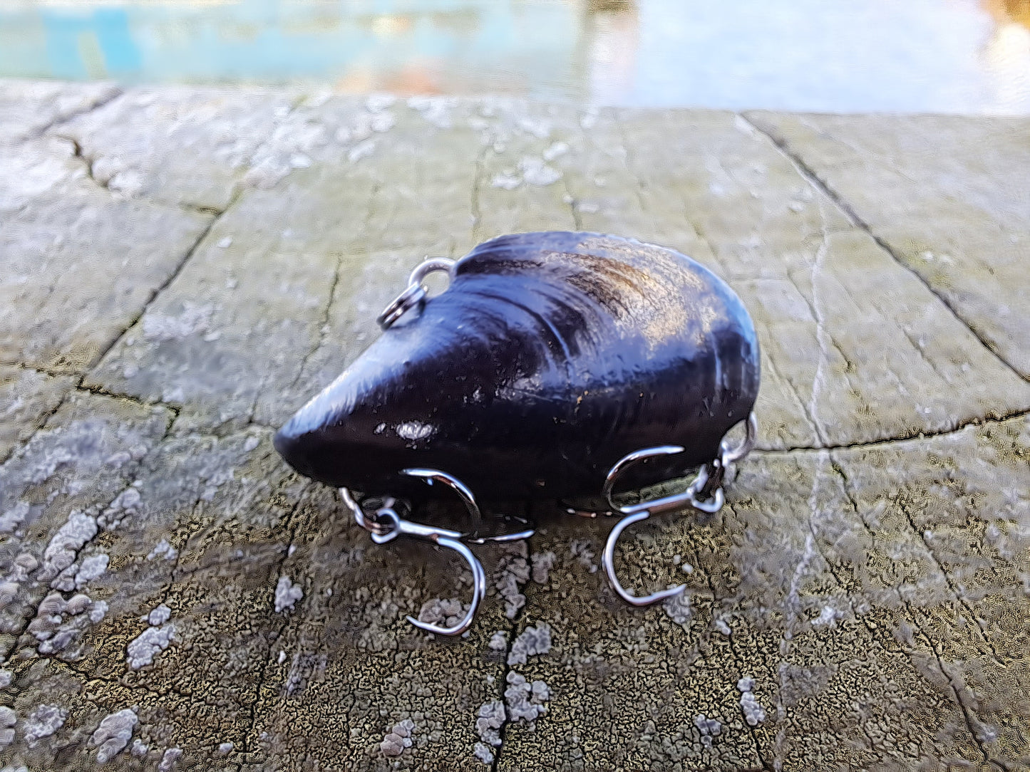 35mm Mussel Vibe 'Clickers'